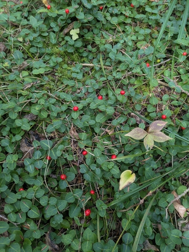 partridgeberry