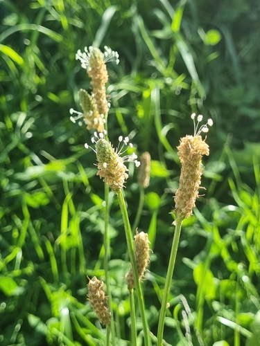 ribwort plantain