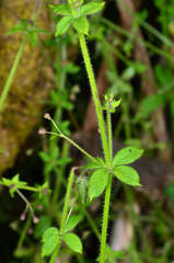 Galium leptogonium