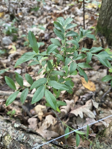 lowbush blueberry