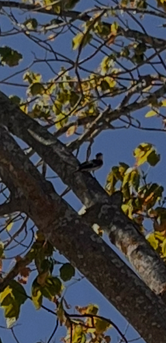 European Pied Flycatcher