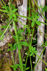 Galium leptogonium
