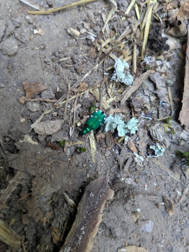Six-spotted Tiger Beetle