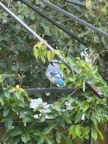 Blue Jay