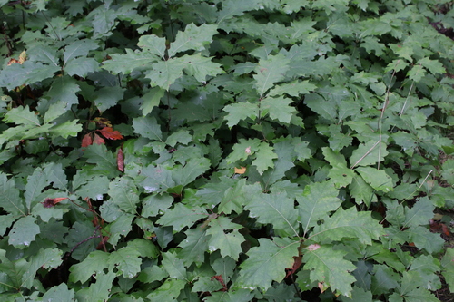 northern red oak