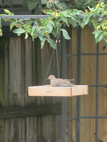 Mourning Dove
