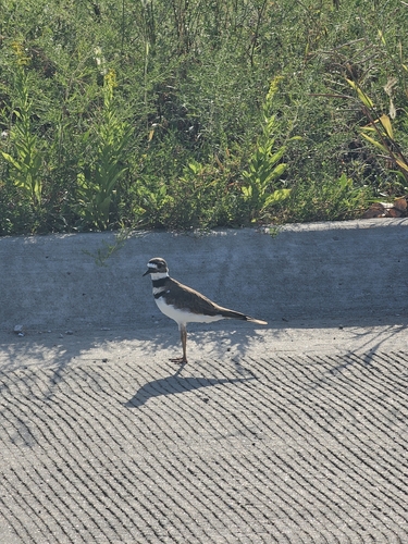 Killdeer
