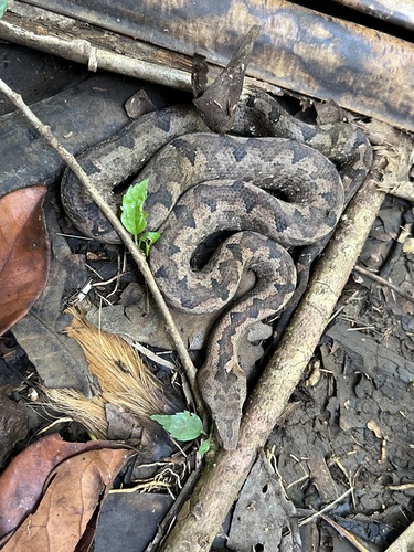 Candoia paulsoni