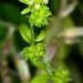 Ranunculus sessiliflorus - Photo (c) Chris Lindorff, algunos derechos reservados (CC BY), subido por Chris Lindorff