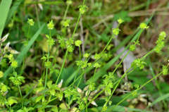 Ranunculus sessiliflorus