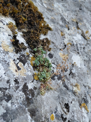 Sedum dasyphyllum