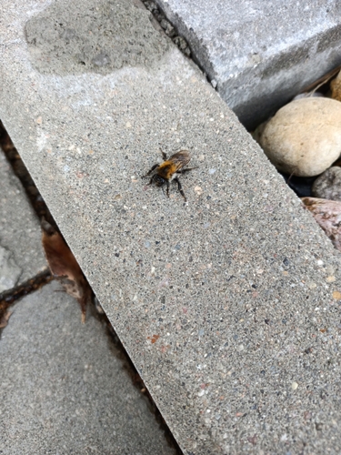 Common Carder Bumble Bee