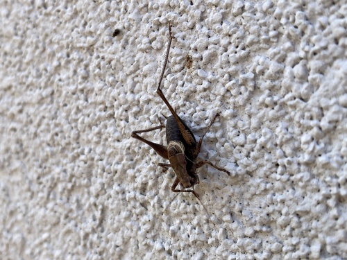 Dark Bush-cricket