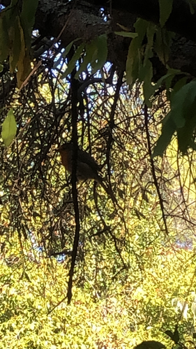 European Robin