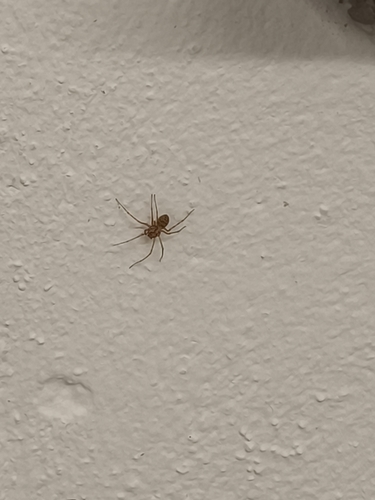 Common Spitting Spider