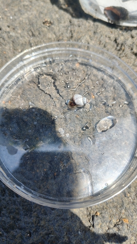 Littorina ziczac, 2026-09-18