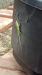 Anolis carolinensis