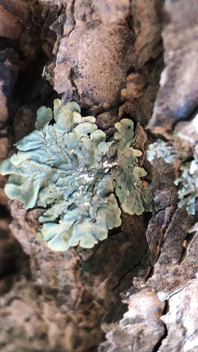 common greenshield lichen