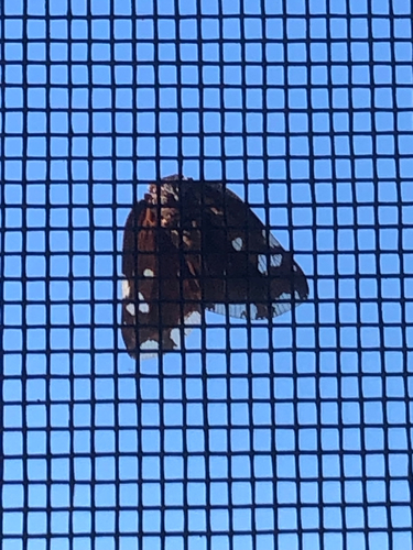 Black planthopper