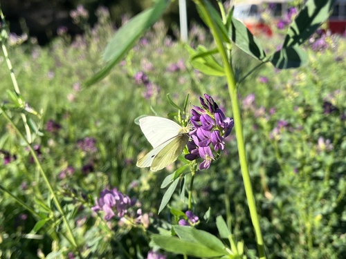 Small White