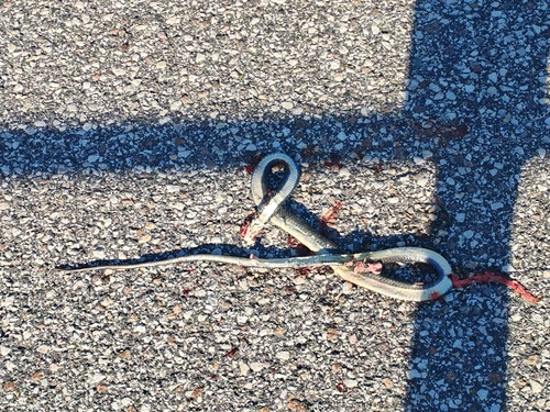 Aesculapian Snake