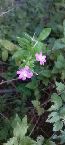 Great Willowherb