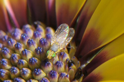 Sow-thistle Fly