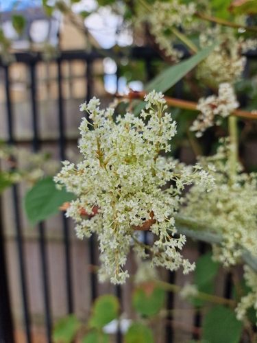 Japanese knotweed