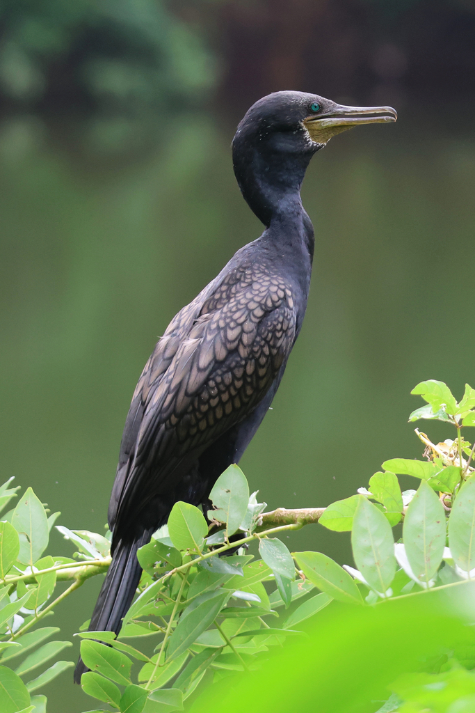 Indian cormorant perched beside water, showing its blue eye and scalloped feathers