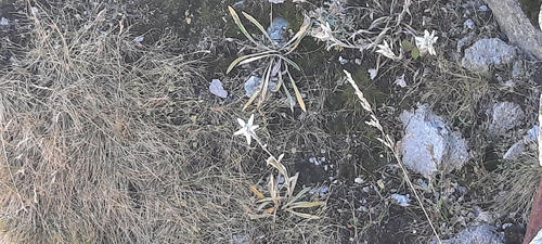 Alpine Edelweiss