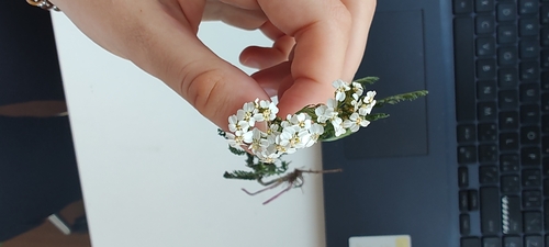 common yarrow