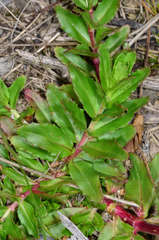 Epilobium billardiereanum intermedium