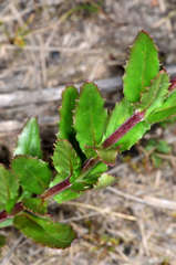 Epilobium billardiereanum intermedium