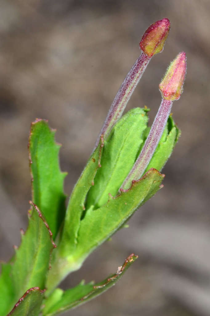 Epilobium billardiereanum