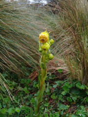 Senecio tephrosioides
