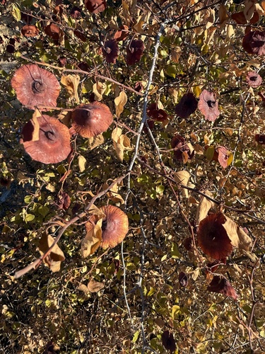 Jerusalem Thorn