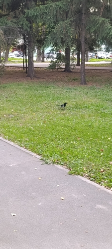 Eurasian Magpie