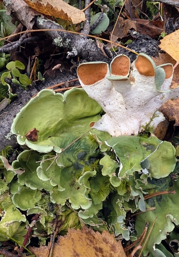 Arctic Kidney Lichen