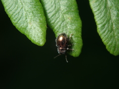 Colaspidea oblonga