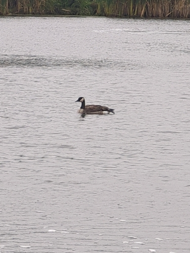 Canada Goose
