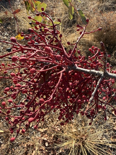 terebinth