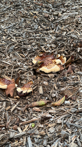 Ganoderma sessile