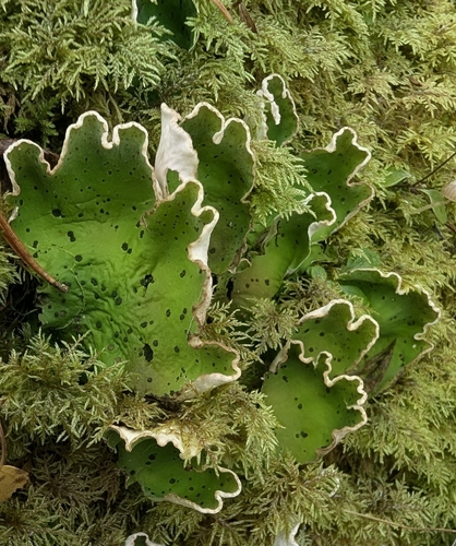 freckled pelt lichen