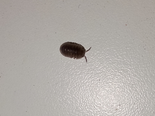 Little Sea Pill Woodlouse