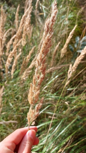 Calamagrostis epigejos, photograph 3