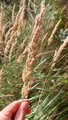 (c) Tristan Haab, some rights reserved (CC BY) Calamagrostis epigejos, photograph (c) Tristan Haab, some rights reserved (CC BY)