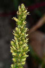 Carex incomitata