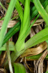 Carex incomitata
