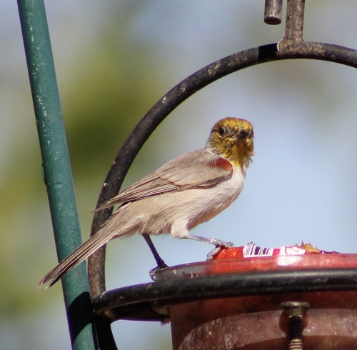 Verdin