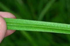 Carex incomitata